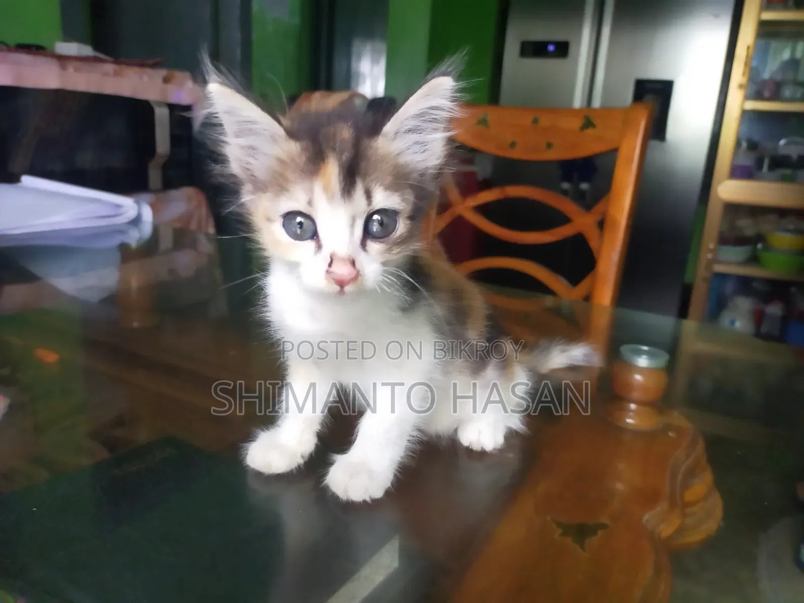 1-3 months Male Mixed Breed Persian