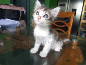 1-3 months Male Mixed Breed Persian