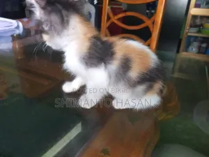 1-3 months Male Mixed Breed Persian