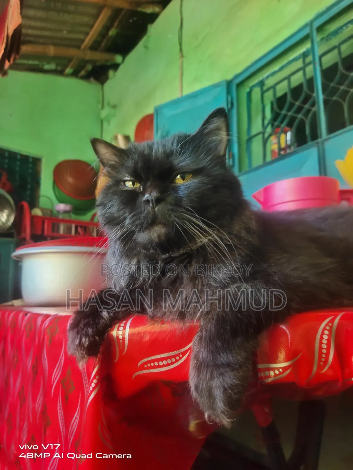 6-12 months Male Purebred Persian