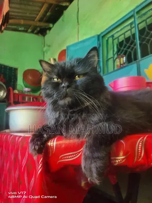 6-12 months Male Purebred Persian