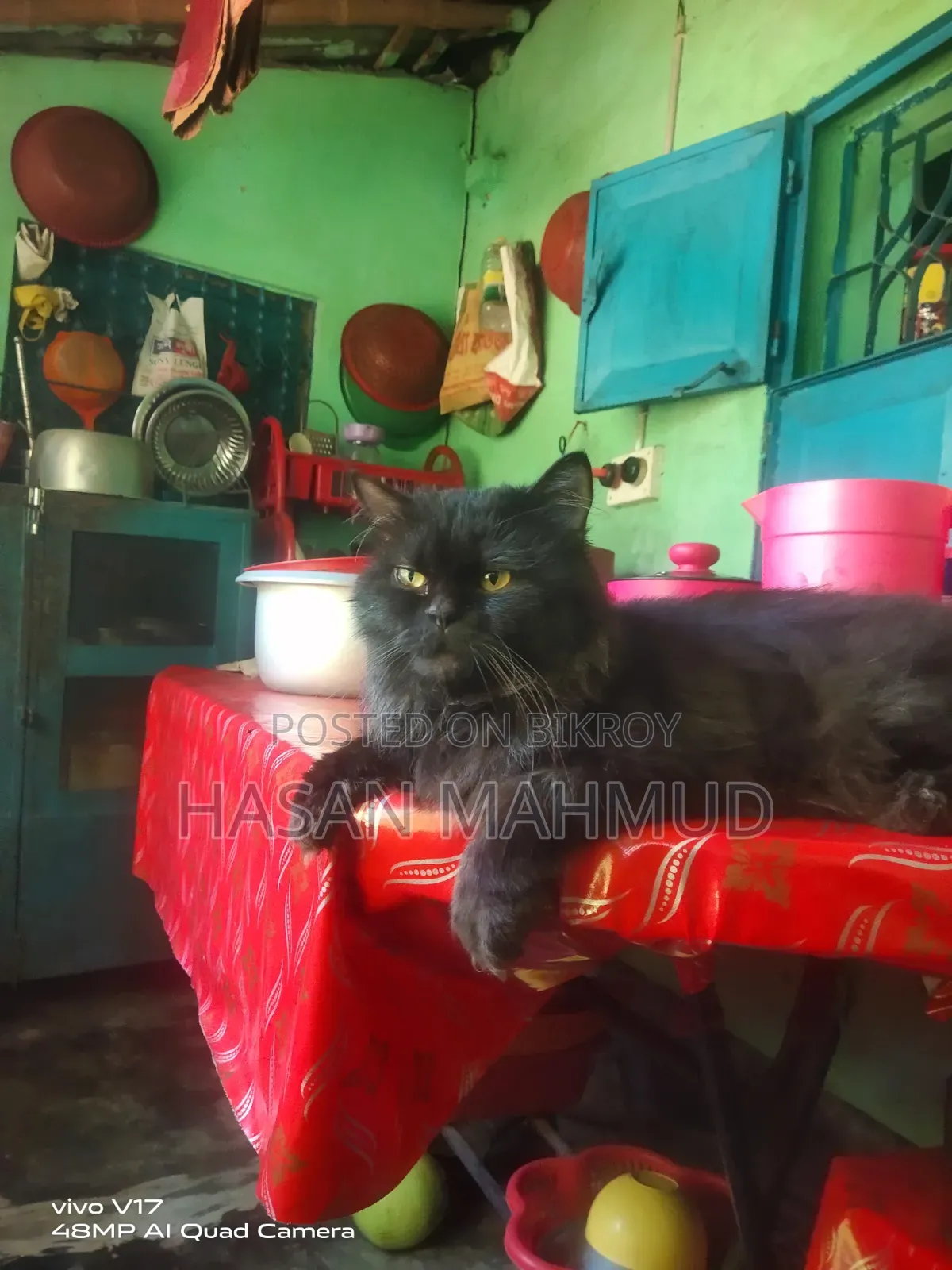 6-12 months Male Purebred Persian