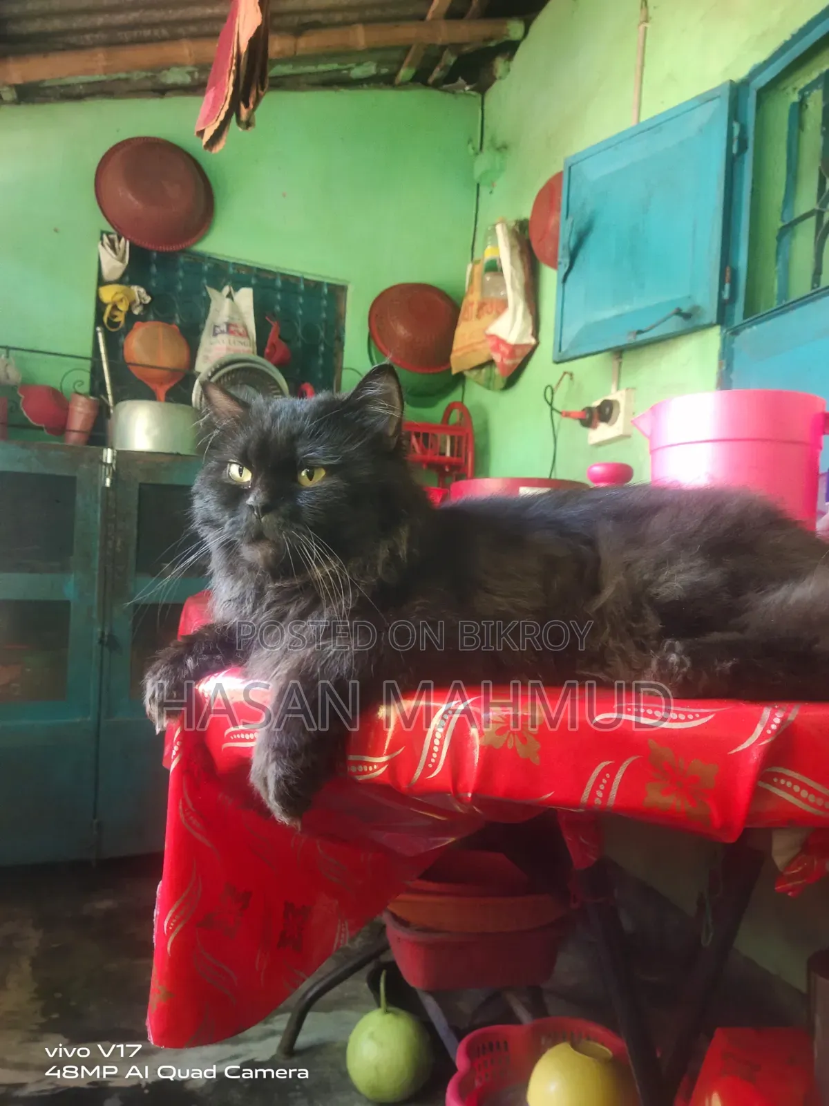 6-12 months Male Purebred Persian