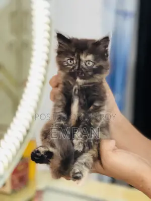 1-3 months Male Purebred Persian