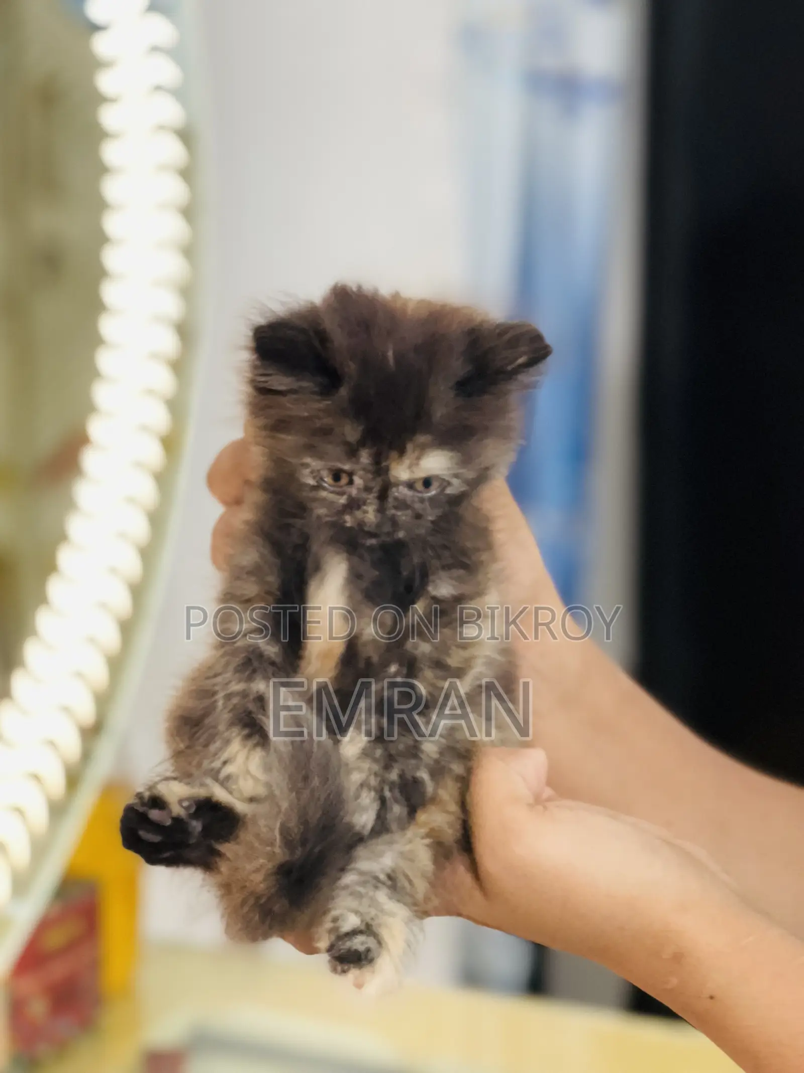 1-3 months Male Purebred Persian