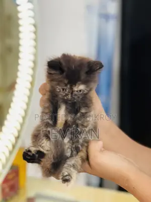 1-3 months Male Purebred Persian
