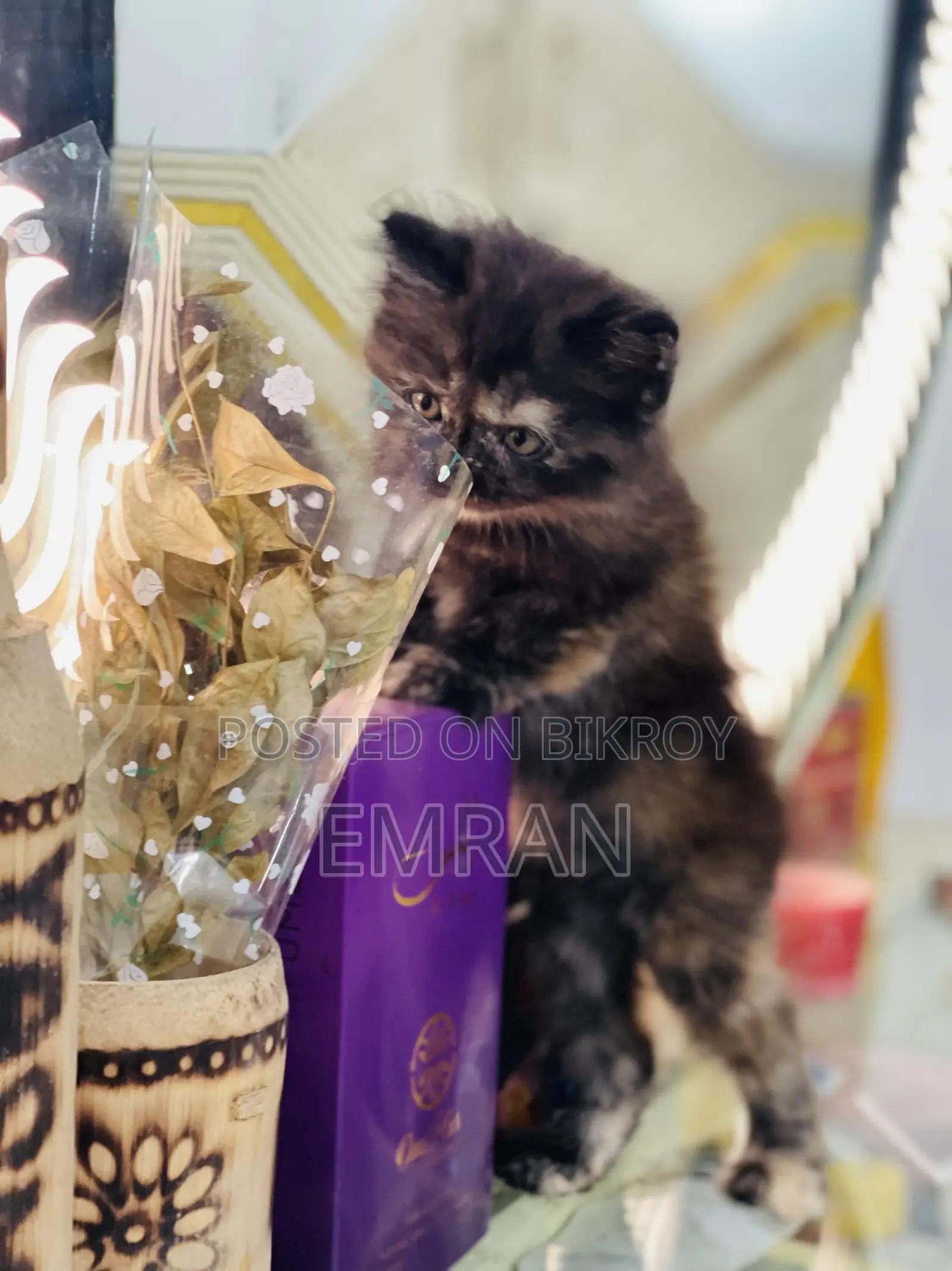 1-3 months Male Purebred Persian