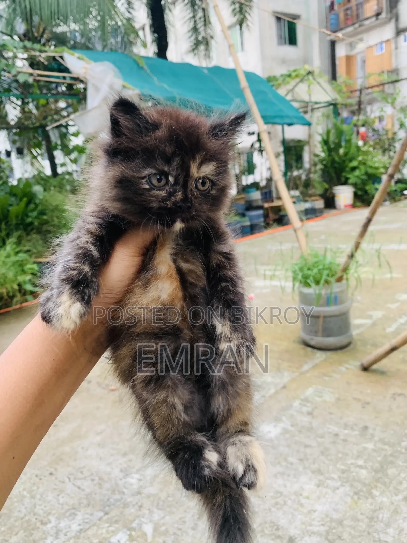 1-3 months Male Purebred Persian