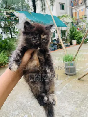 1-3 months Male Purebred Persian