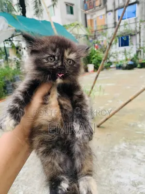 1-3 months Male Purebred Persian
