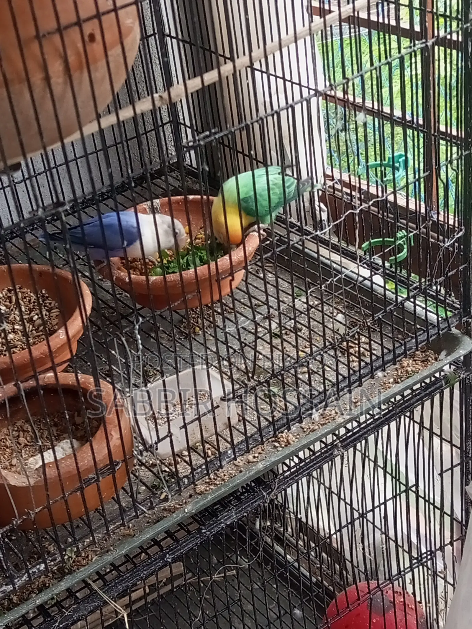 ১ জোড়া লাভ বার্ড(per Blue Female + Violet Male) ৪টা বেবিসহ