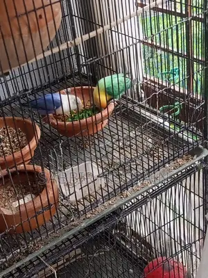 ১ জোড়া লাভ বার্ড(per Blue Female + Violet Male) ৪টা বেবিসহ
