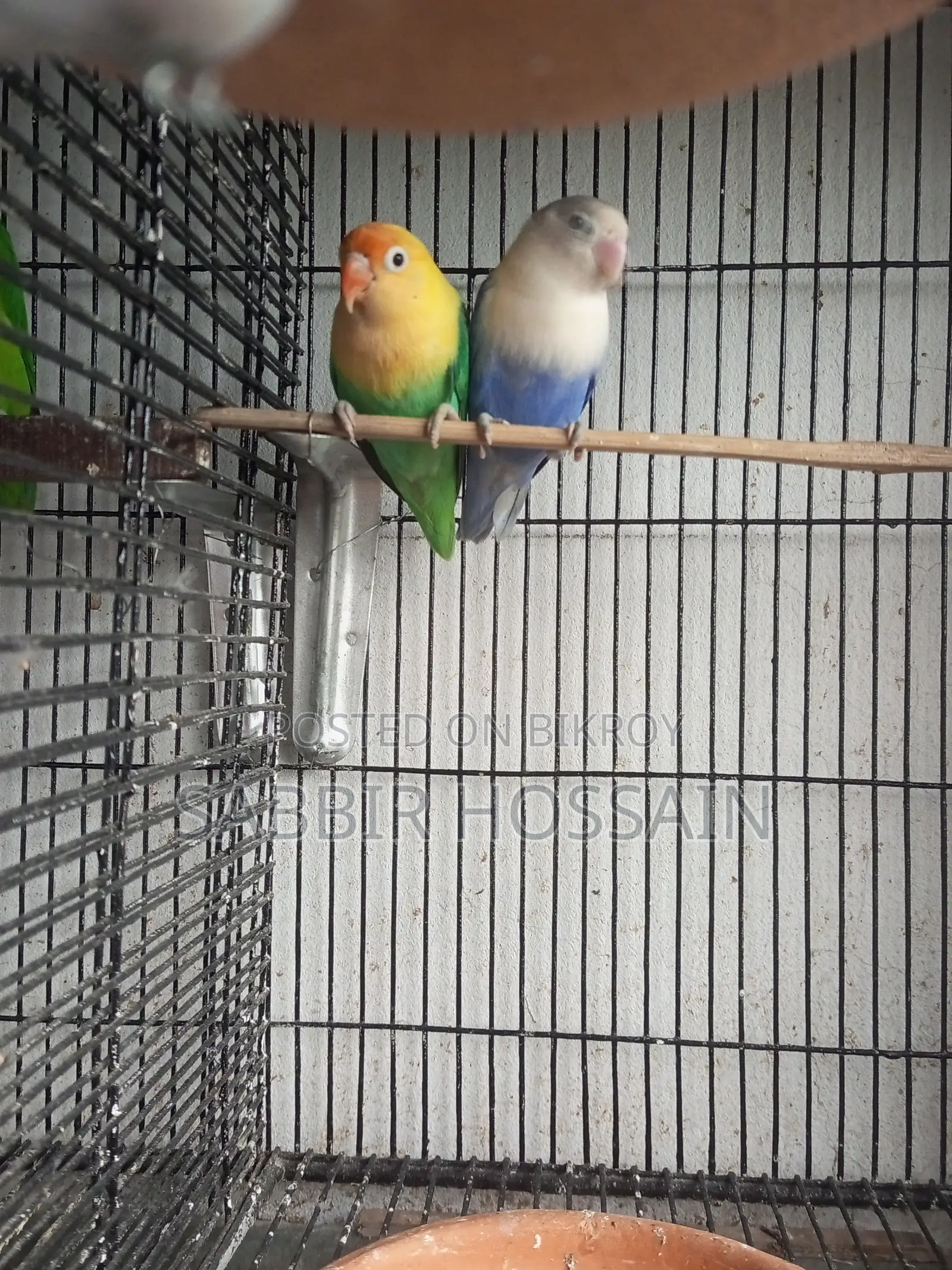 ১ জোড়া লাভ বার্ড(per Blue Female + Violet Male) ৪টা বেবিসহ