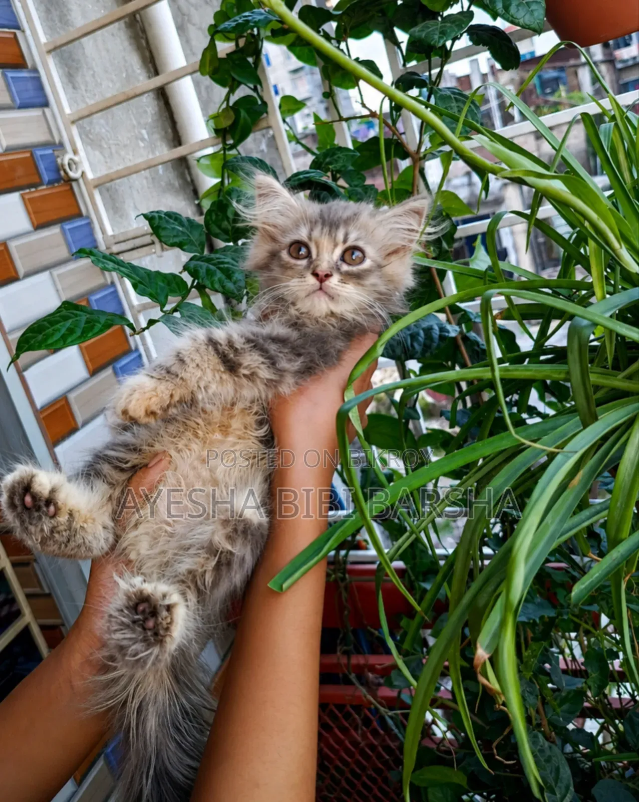 1-3 months Female Purebred Persian