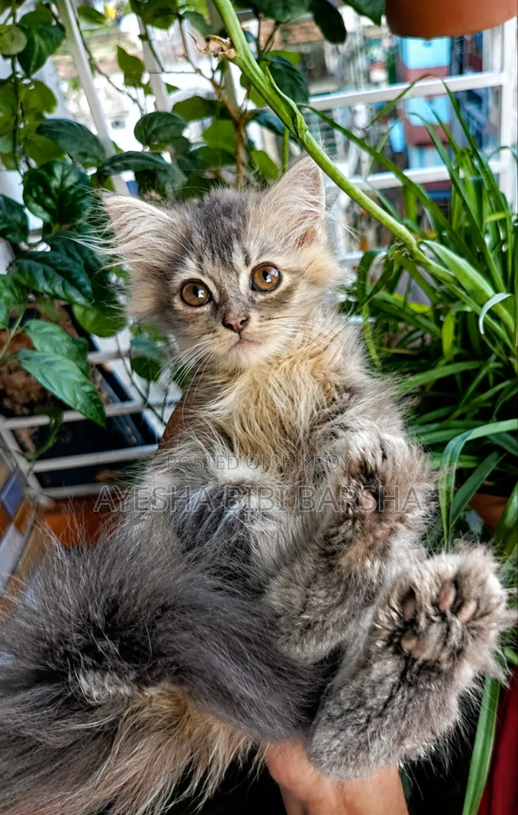 1-3 months Female Purebred Persian