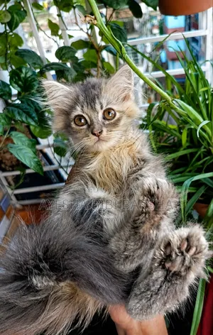 1-3 months Female Purebred Persian