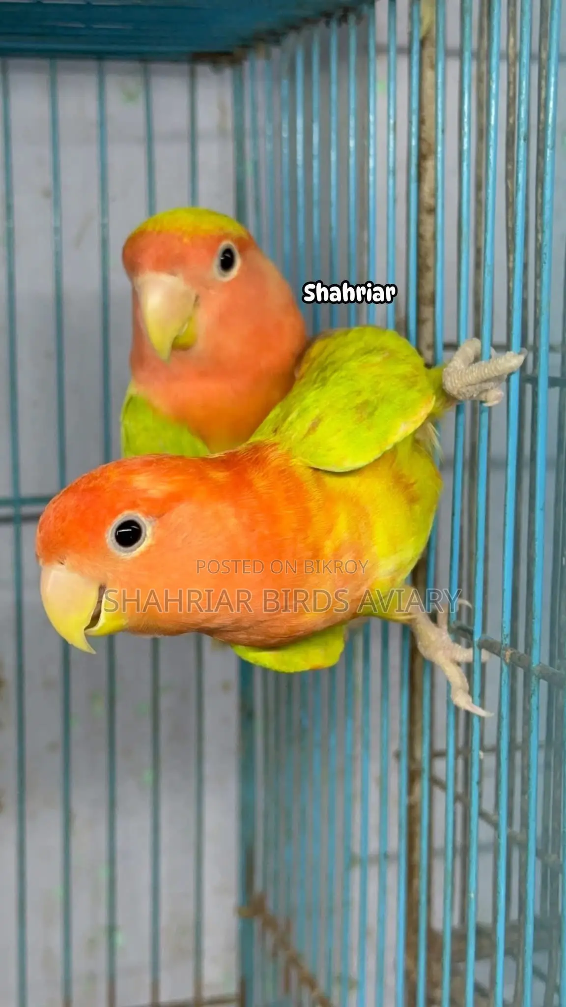 অপলাইন লাভবার্ড