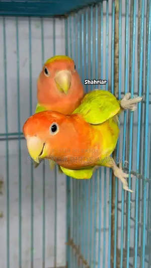 অপলাইন লাভবার্ড