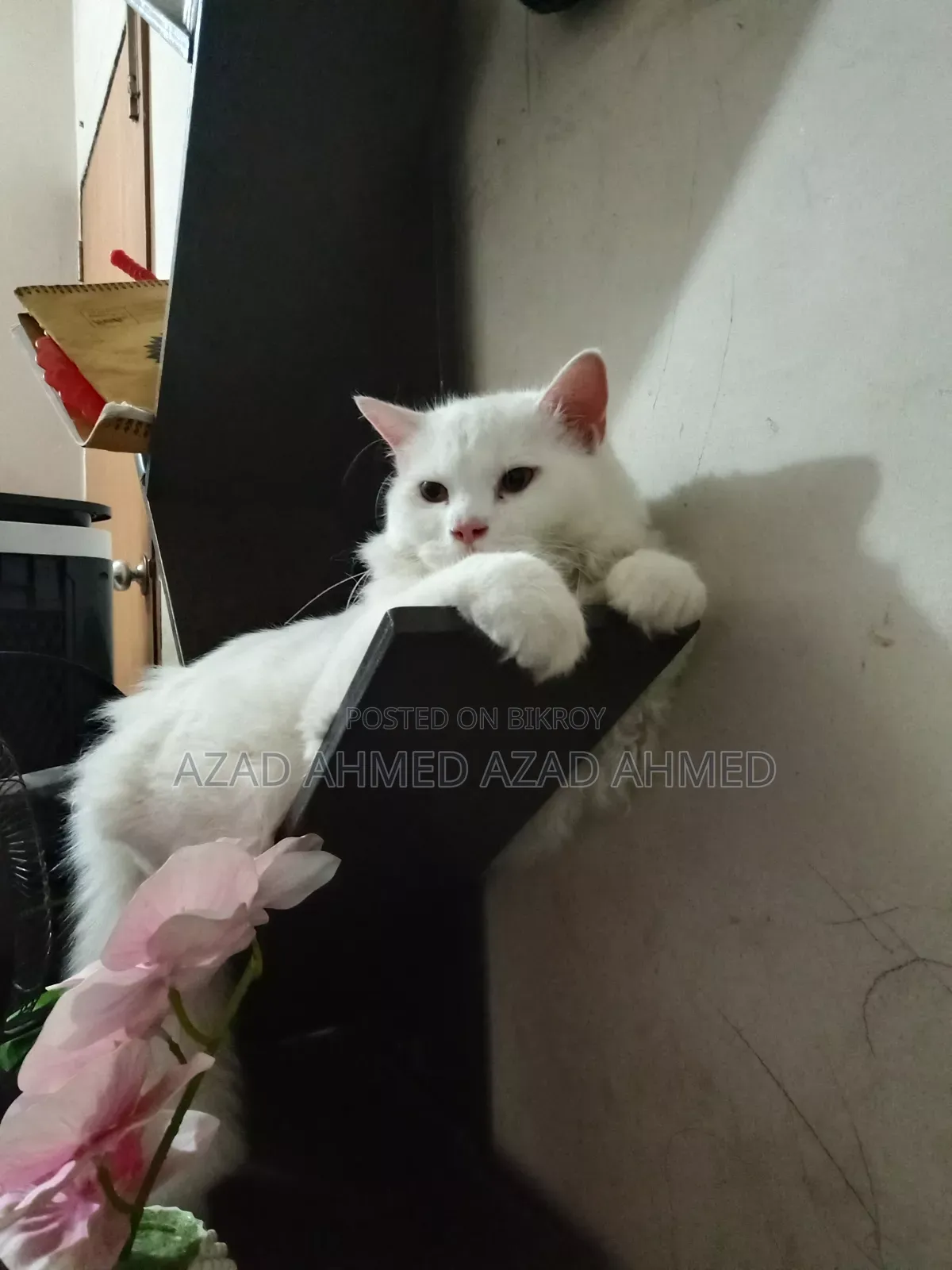 3-6 months Male Purebred Persian