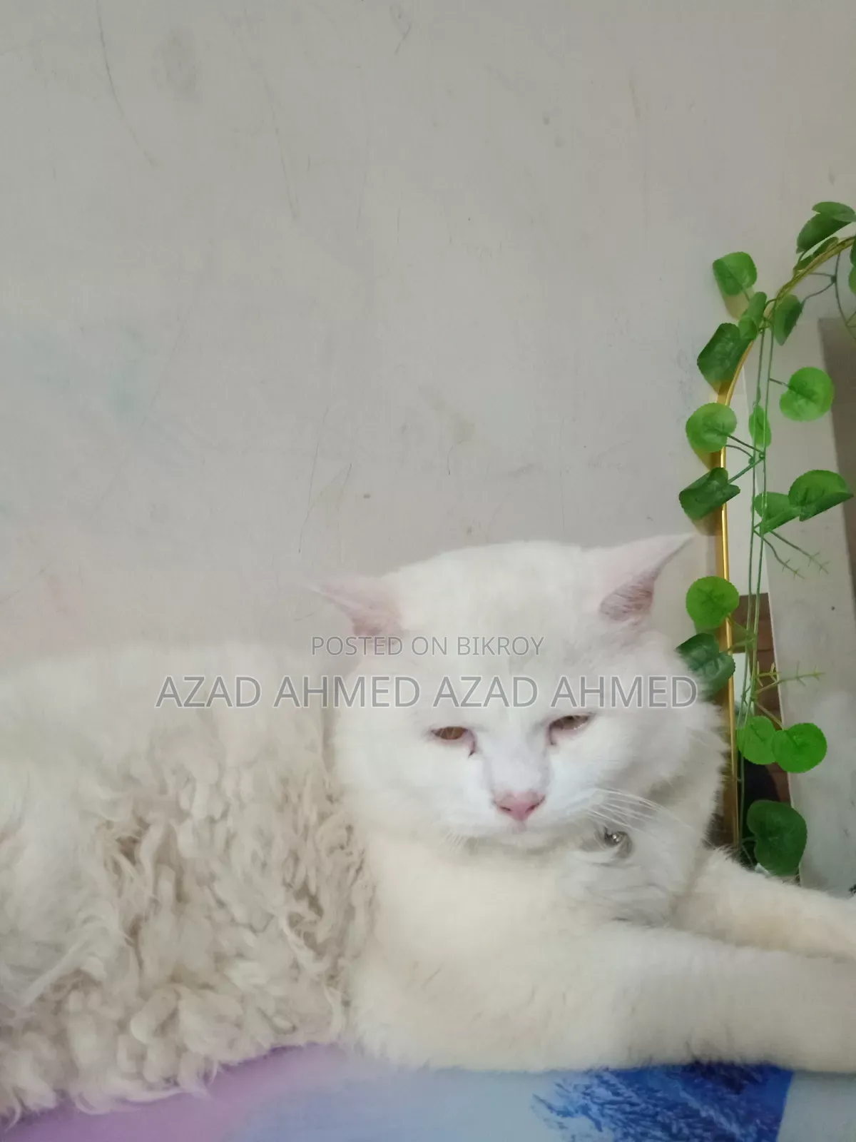 3-6 months Male Purebred Persian