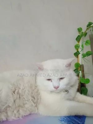 3-6 months Male Purebred Persian