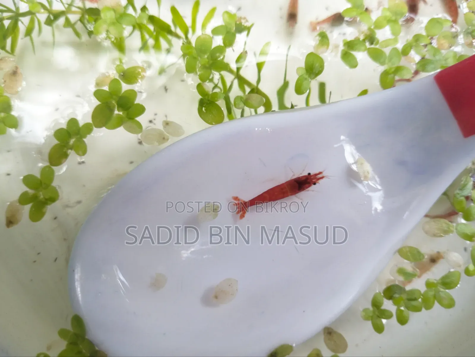 Red Cherry Shrimp for Planted Aquarium