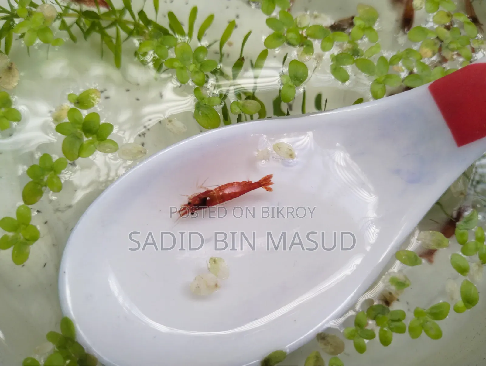 Red Cherry Shrimp for Planted Aquarium