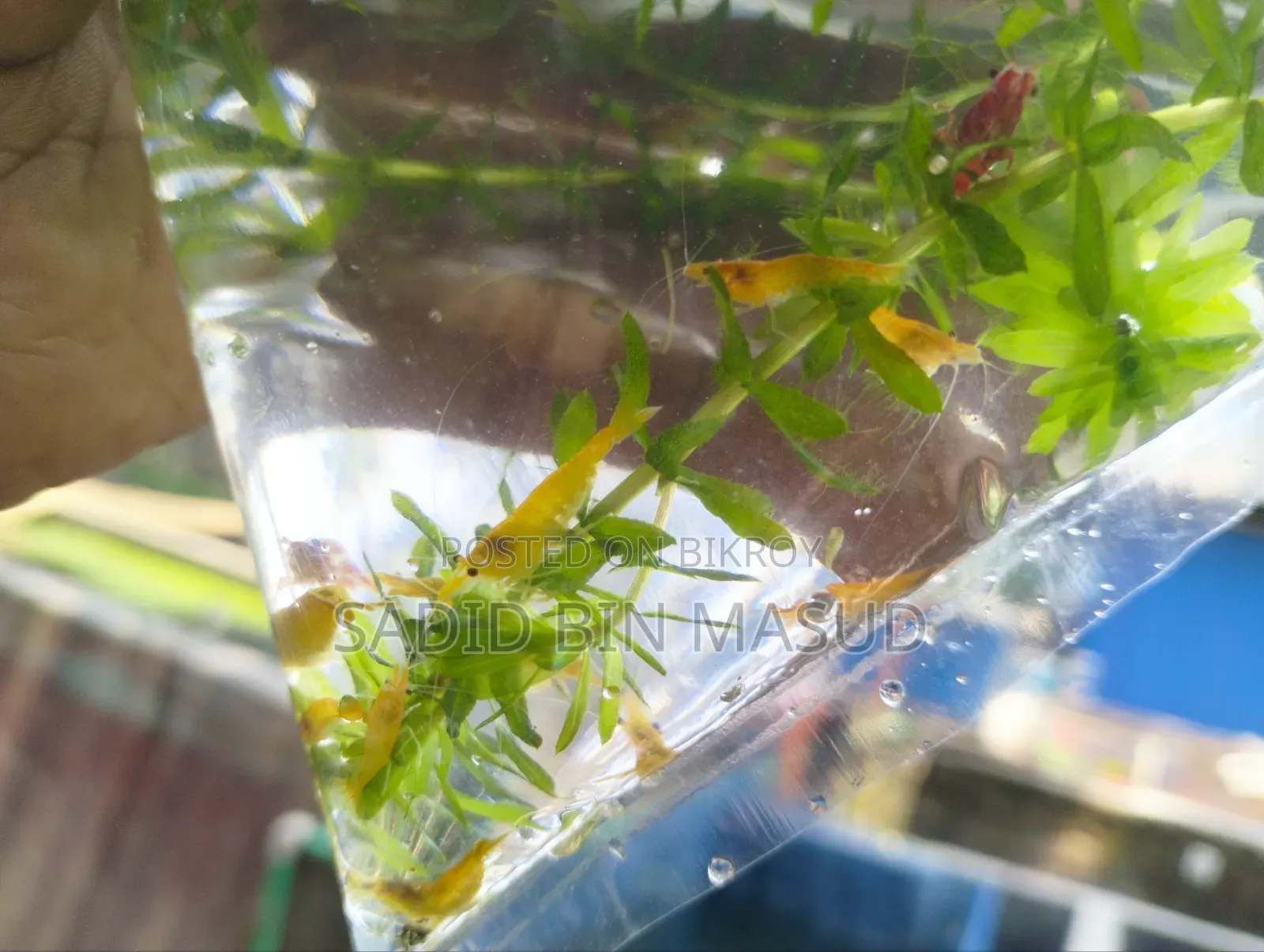 Red Cherry Shrimp for Planted Aquarium