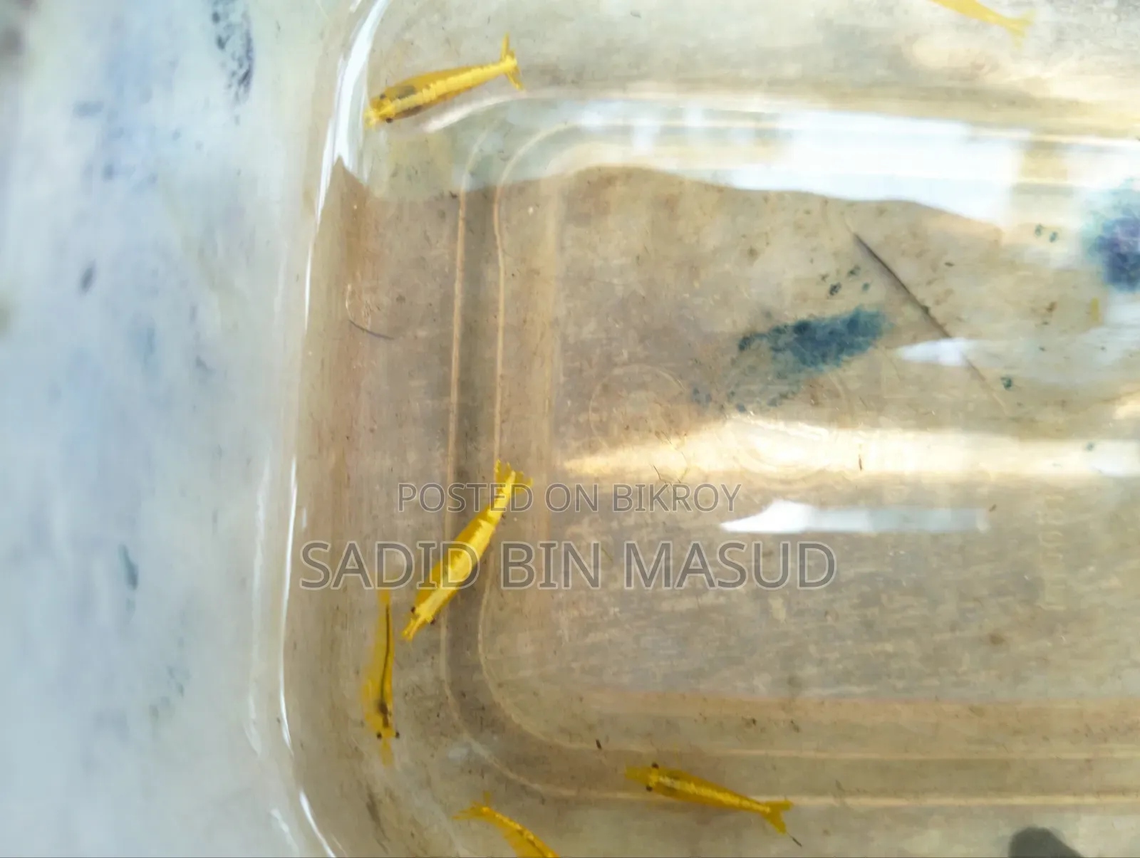 Red Cherry Shrimp for Planted Aquarium