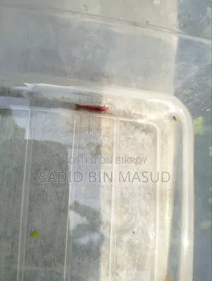 Red Cherry Shrimp for Planted Aquarium