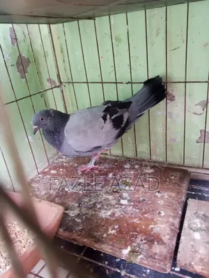 সিঙ্গেল নর কবুতর
