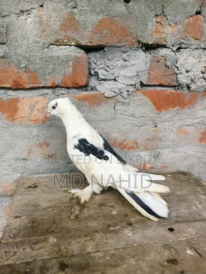 Giribaz Pigeon