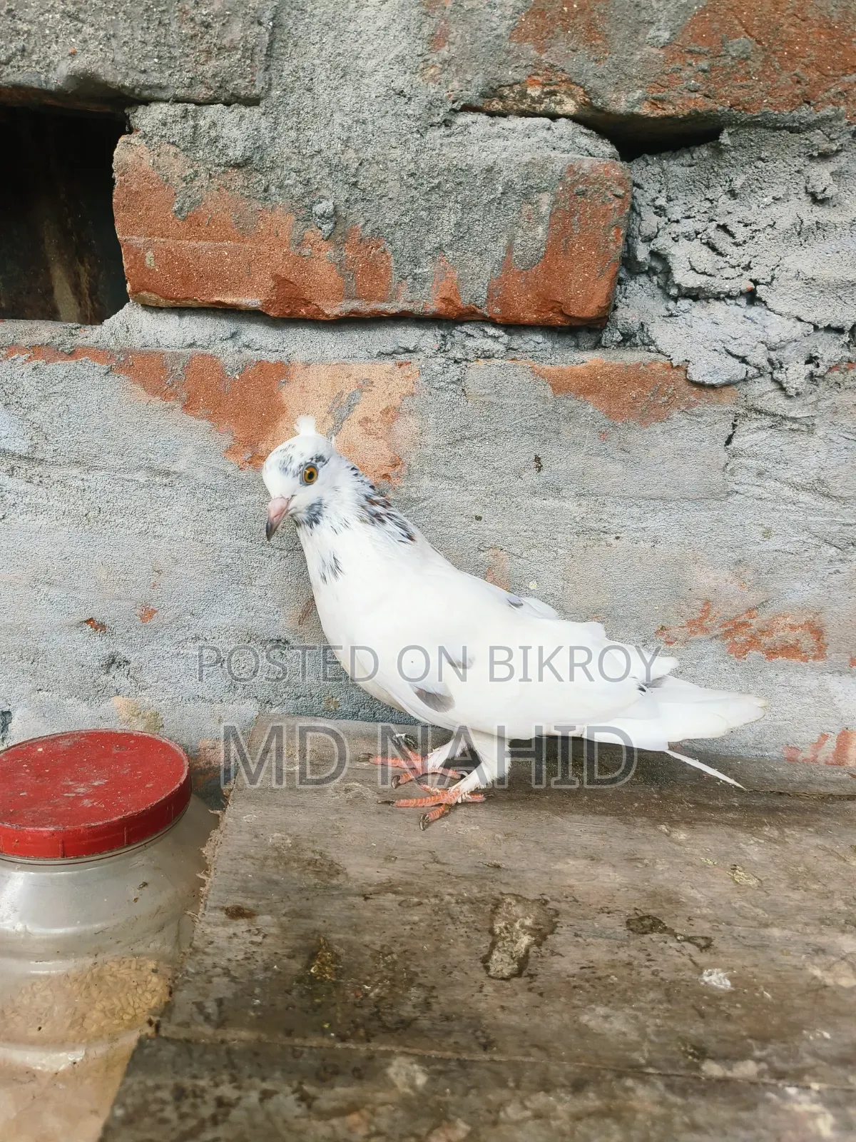 Giribaz Pigeon