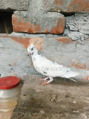 Giribaz Pigeon