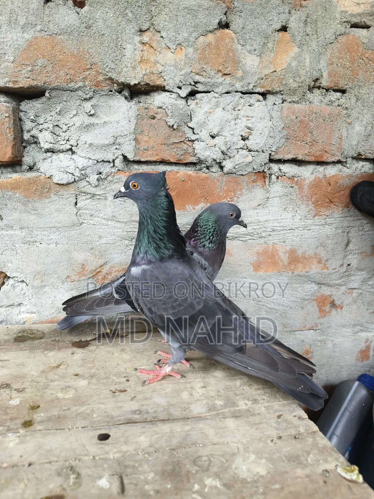 Giribaz Pigeon