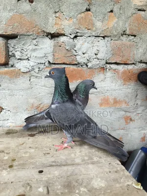 Giribaz Pigeon