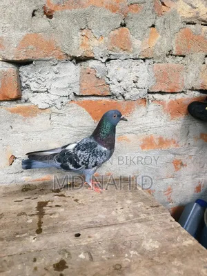 Giribaz Pigeon