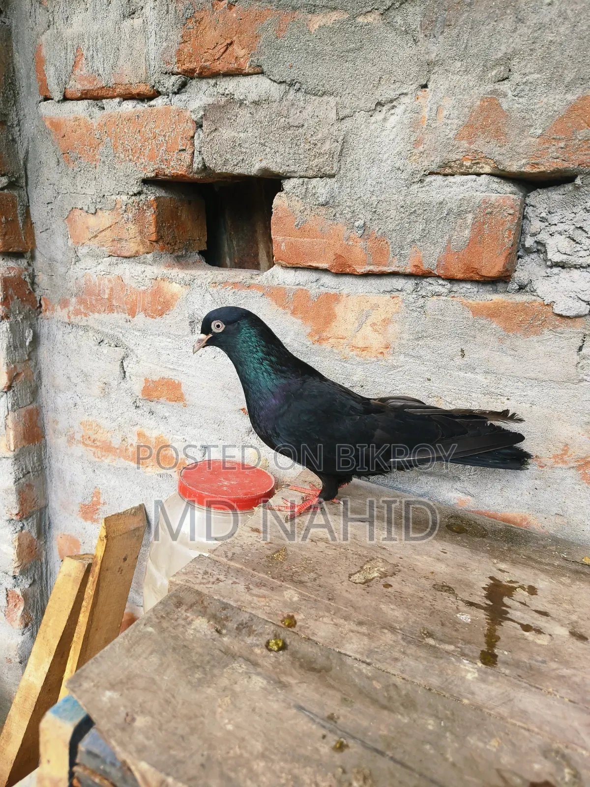 Giribaz Pigeon