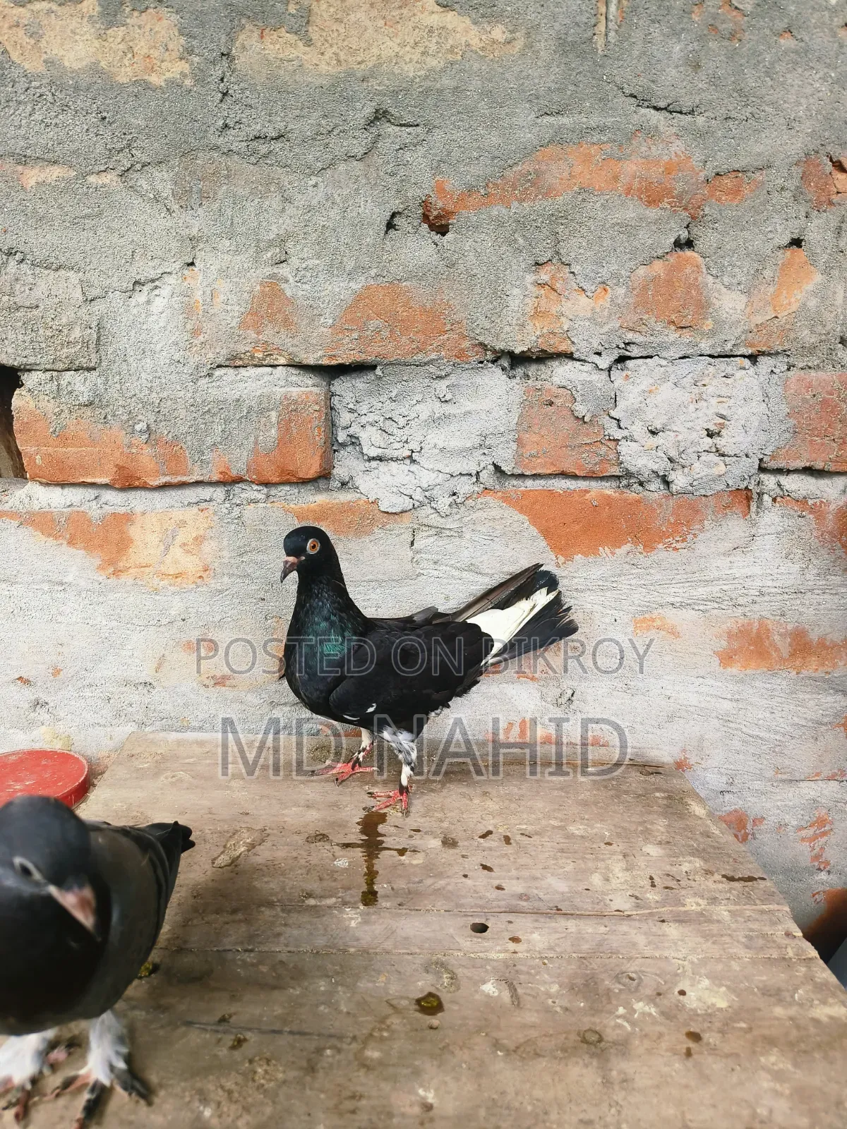 Giribaz Pigeon