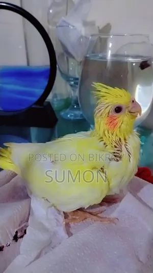 Tamed Cockatiel Bird