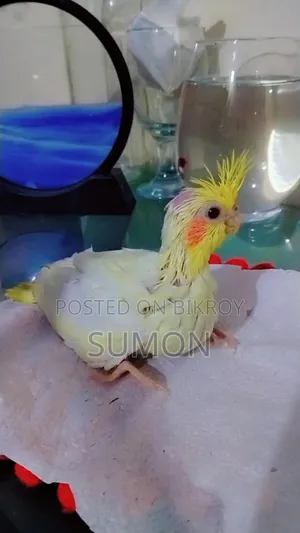 Tamed Cockatiel Bird