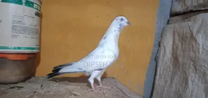নাকটানা নর। ভালো মানের এক পেয়ার বাচ্চা