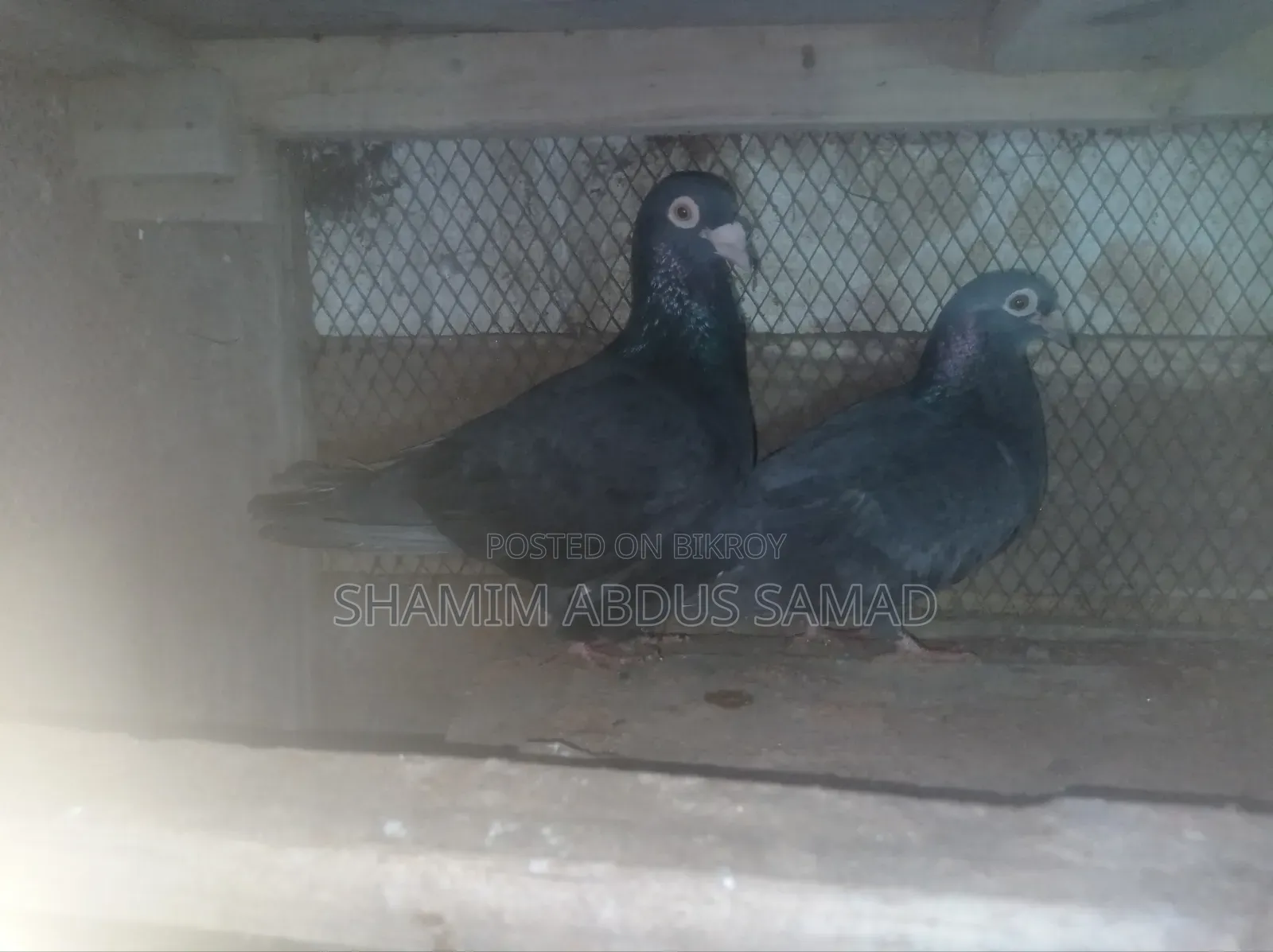 রানিং একজোড়া কালো রেসার কবুতর বিক্রি করা হবে