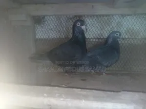 রানিং একজোড়া কালো রেসার কবুতর বিক্রি করা হবে