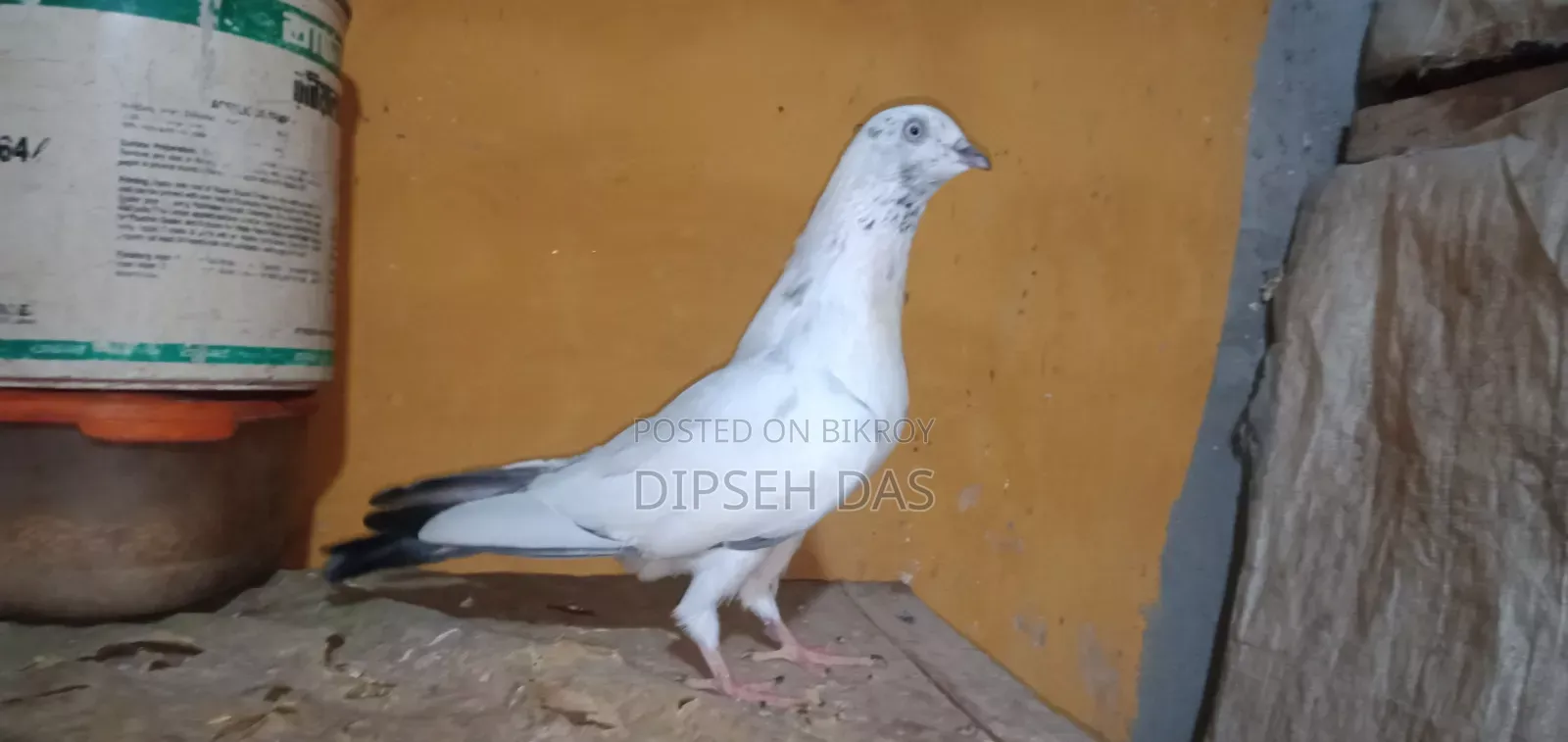 নাকটানা নর। ভালো মানের এক পেয়ার বাচ্চা