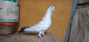 নাকটানা নর। ভালো মানের এক পেয়ার বাচ্চা