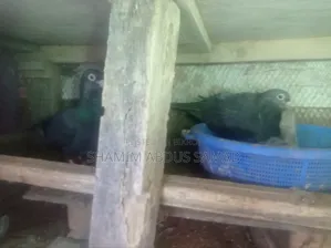 রানিং একজোড়া কালো রেসার কবুতর বিক্রি করা হবে