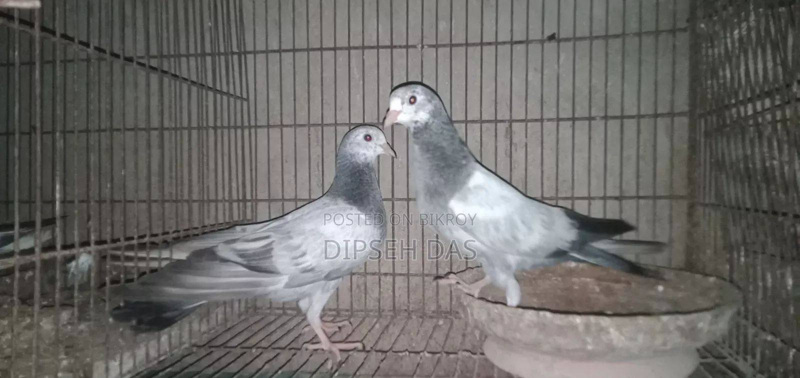 নাকটানা নর। ভালো মানের এক পেয়ার বাচ্চা