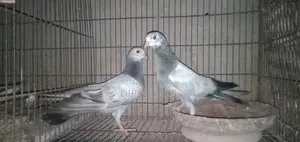নাকটানা নর। ভালো মানের এক পেয়ার বাচ্চা
