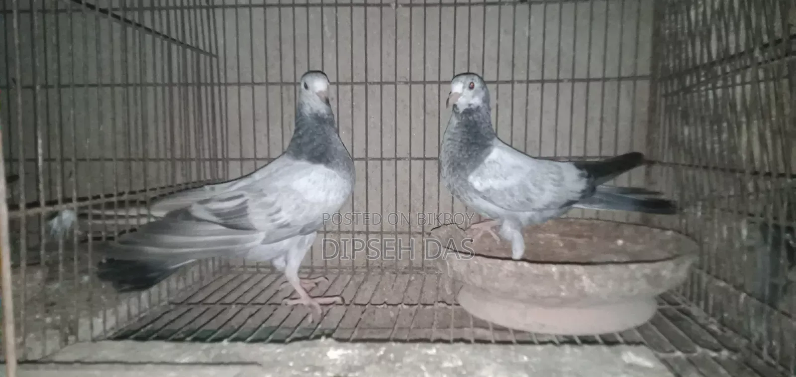 নাকটানা নর। ভালো মানের এক পেয়ার বাচ্চা